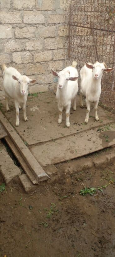 Гуси: Ağ rəngli cavan keçilər - Növ: yerli ağ keçi (erkək bala/alçaq — 5