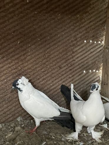 lal ordək balası satılır: 1cüt manax satılır. Bala verən quşlardı. Çılpaq mayadı lələkli erkək — 2