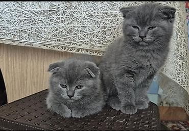 Şotland yastı qulaq