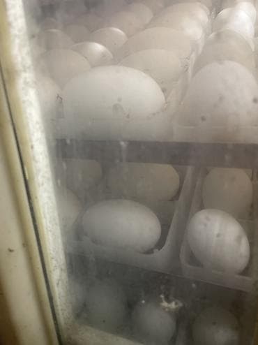 linda kuban: Salam şəkildəki linda kuban qazlarını tam mayalı təzə yumurtalarını — 5