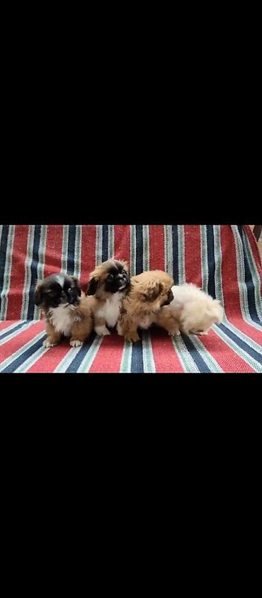 balaca it ucuz: Pekines, 3 ay, Erkek — 2