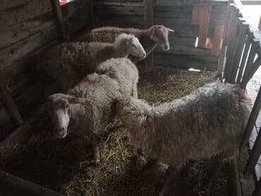 Inəklər, öküzlər: Diqqətlə oxu sonra zəng elə! 4 ədəd qoyun satılır! 3 ədəd qoyun — 10