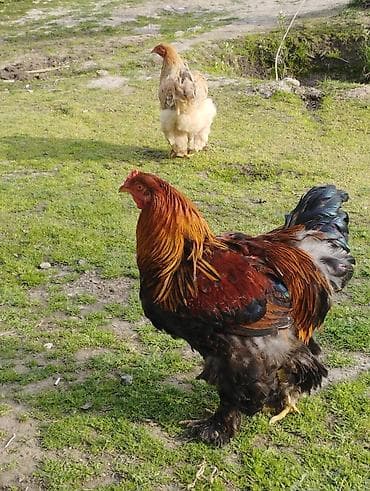 dovşan şekilleri: Toyuq, Brama, Damazlıq, Ödənişli çatdırılma — 3