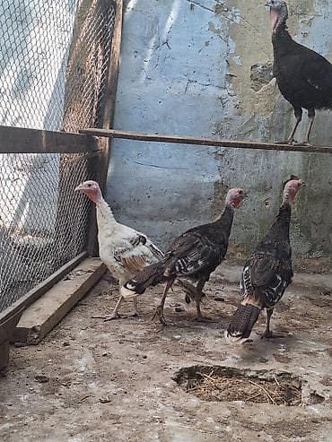 avcarka satisi: Salam 1 ana 3 ədəd 4 aylıq hinduşqa balası satıllr real alıcıya — 1
