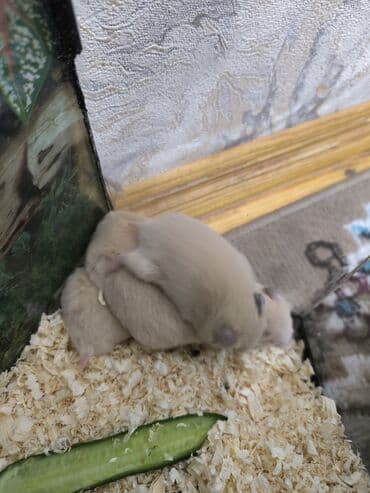 siam satisi: Çox olduğu üçün satılır 1 ayliqdi 6-7 AZN satilir — 3