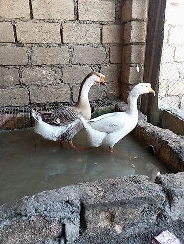 quşlar: Dişi, | Linda, Damazlıq, Ünvandan götürmə — 2
