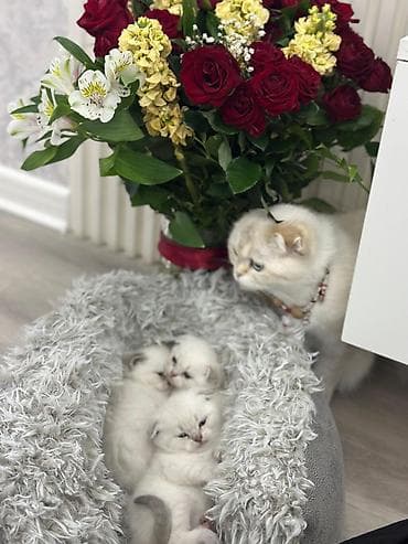 pisik yuvalari: Britan, Yaxşı əllərə, Ödənişli çatdırılma — 1