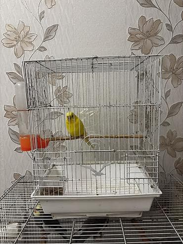 Quşlar: Qəfəslə birlikdə satılır Tam sağlam Lutino valinist .Dişi quşdu ələ — 1