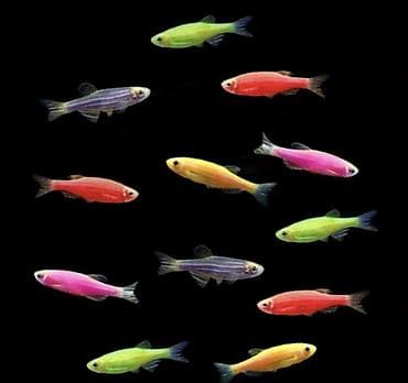 heyvanlar keci: Danio, Sülhsevər, Ünvandan götürmə — 1