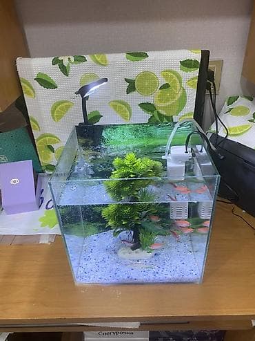 akvarumlar: Dördbucaq akvarium, Balıqlarla birlikdə, 20 l, Ünvandan götürmə — 1