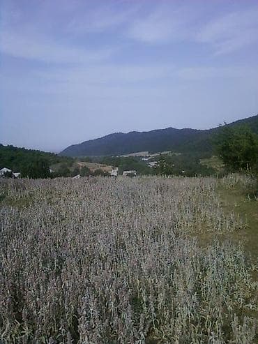 goradilde torpaq: 12 sot, Tikinti, Mülkiyyətçi, Kupça (Çıxarış), Bələdiyyə, Texniki pasport — 6