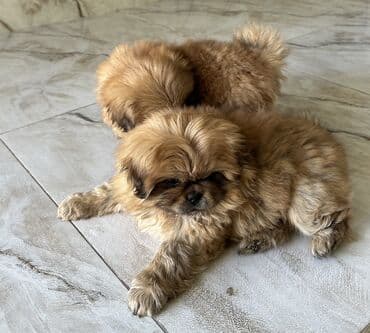 alman qoyun iti: Pekines, 2 ay, Ödənişli çatdırılma — 6