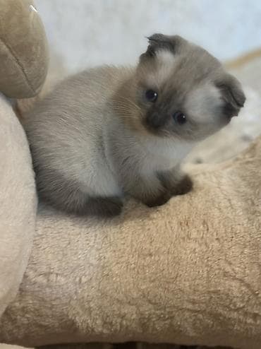 pişik qabı: Şotland, Erkək, Dişi — 10