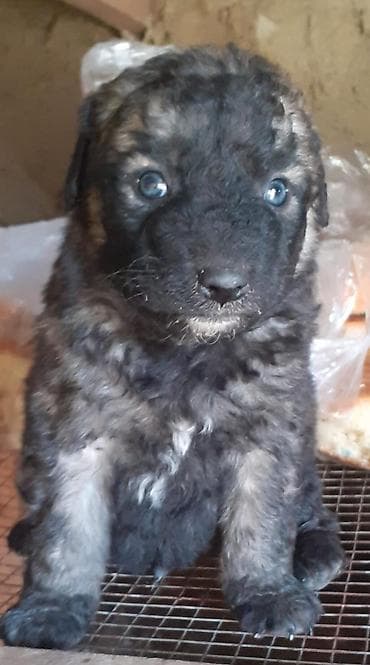 cane corso qiyməti: Alman çoban iti, 1 ay — 5