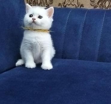 lato: SATILIR. öz pişiyimizin balasıdı. 42 günlükdü sərbəst korm yeyir — 2