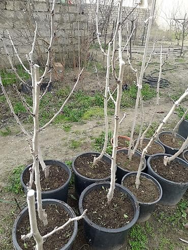 kivi ağacı: Xar tut ağacları calaq olunmuş. ünvan Şüvəlan qəs — 2