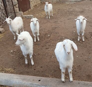 kişi keçə şap şapları: Ağ rəngli gənc keçilər – kiçik sürü - Növ: yerli süd və ət — 4