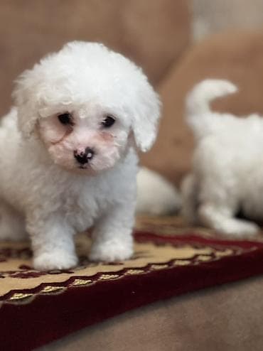 cixuaxua iti: Bişon Frize — 1