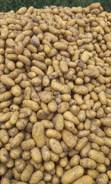 Yarmalar və paxlalar: Təzə yığım, sarı qabıqlı kartof - Uzunovalı forma, orta-böyük ölçülü — 3