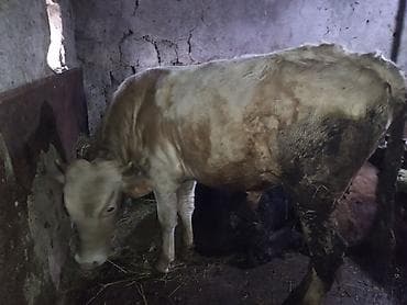 inek yemleri: Salam olsun hər kəsə dana sort dana dı tövlə şəraitində saxlanılıb yem — 4