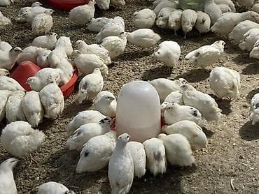 soba odun: Məhsul: Bildirçin – təmizlənmiş karkas Təsvir: - Ferma şəraitində — 4