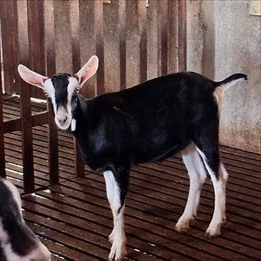 Alpin kecisi birinci balasidi bala 1 ayliqdi saglam sudu 3.2 kq — 2