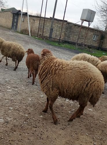 DAMAZLIQ ERKƏK SATILIR. - Şəkillərdə görünən yerli cins qoyunlar -