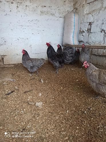 balonka it satilir: Toyuq, Australorp, Damazlıq, Ünvandan götürmə, Ödənişli çatdırılma — 6