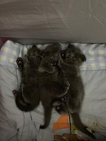 cütlə: Şotland yastı qulaq, Erkək, Dişi, Yaxşı əllərə, Ünvandan götürmə — 2