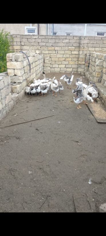 Salam qazlar qrup şəkilində təcili satılır 40dənədi rüset qazdarıdi lalafo.az -da Salam qazlar qrup şəkilində təcili satılır 40dənədi rüset qazdarıdi