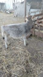 ineklerin satisi: Dişi dana — 1