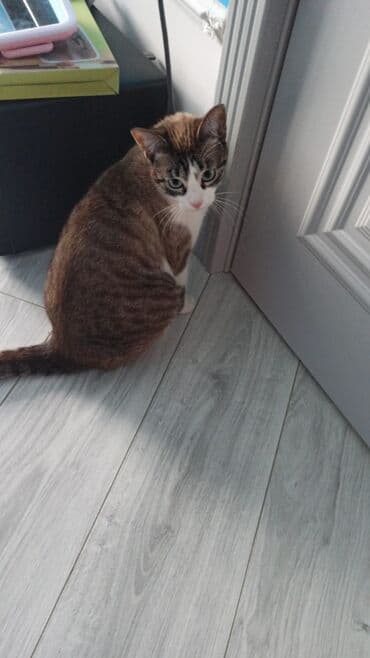 it pisik sekilleri: Məhsul: Ev pişiyi (qısatüklü) Xüsusiyyətlər:ğözləri mavi.rəngi boz — 5