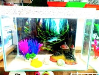 фильтр для аквариума: 🐠 NALASA Akvaryum Dünyası 🐠 - Hazır, istənilən növ akvaryumlar — 3