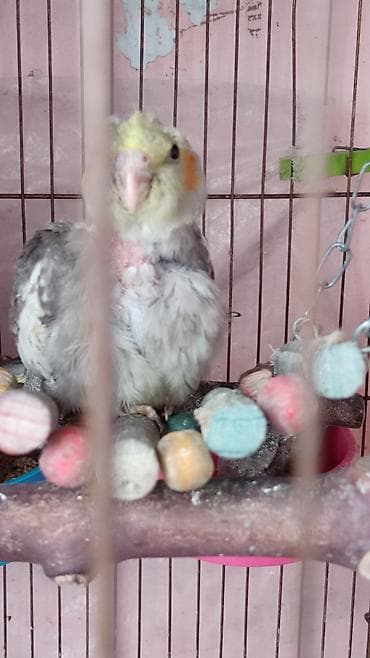 balaca tuklu it: Məhsul: Nimfa (Cockatiel) cücələri Xüsusiyyətlər: - Növ: Nimfa — 3