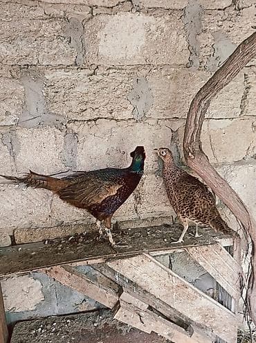 Qırqovul cütü – erkək və dişi Yumurtlayan,tam saglam. Təsvir: - Növ — 1