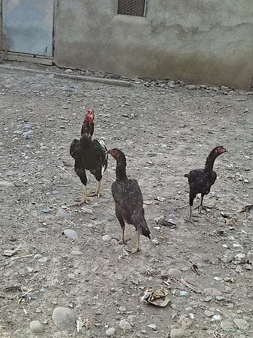 Heyvanlar: Heyratı yumurtası satılır təzə və mayalı şəkil öz şəkiləridi bu — 3