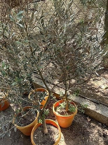 yağlar: Zeytun ağacı (Olea europaea) – qablarda - Növbənöv zeytun fidanları — 1