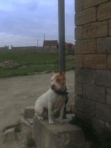 it cütləşdirmək: Pitbul, 2 ay, Dişi, Peyvəndli, Ünvandan götürmə — 3