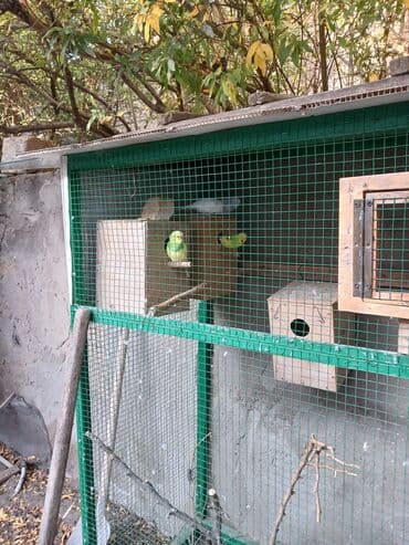 кольчатый попугай цена: Dalmatin və klassik rəng çeşidlərində dalqalı tutuquşular (badziqar) — 4