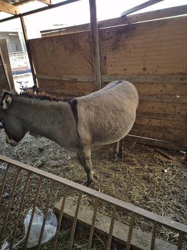 купить лошадь в баку: Boz rəngli eşşək Salam eşek dişidir bogaz olub olmadigini bilmirem — 2