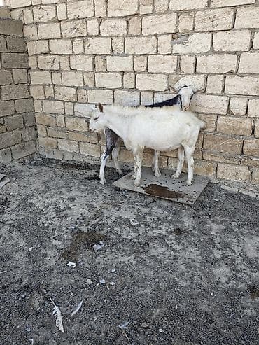 keçi: Her ikisi satilir. fevralda 2yasdari olacag. heyvanlar qobu kendindedi — 6