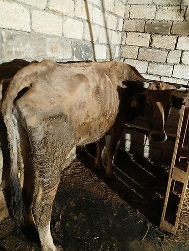 depo gold instagram: Satılır: inək Xüsusiyyətlər: - Süd istiqamətli yerli cins (qarışıq — 2