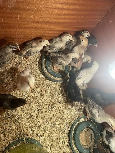 Другие животные: Məhsul: Cücə qrupu (qarışıq rəng və cinslər) Təsvir: - Şəkillərdə — 3