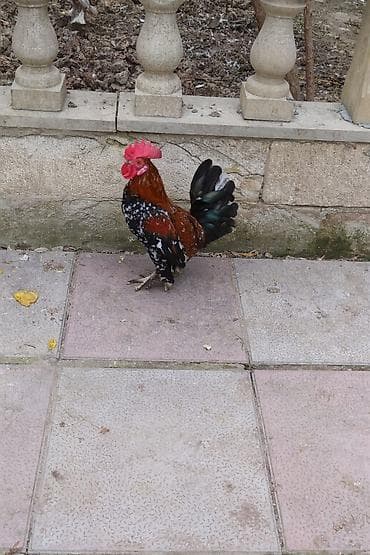 quşlar göyərçin: Yaponka xoruzu. Ağ, çil Fərə ilə barter mumkundu. lələkli olmaq — 1