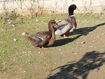 çöl ördəyi: Təmiz Orginal qan Ruan Ördəyi tam sağlam Aktiv Axır çəkili ördəylərdi — 1