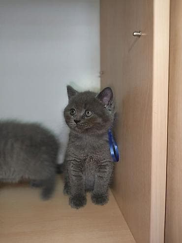 siam pişiyi: Britan — 3