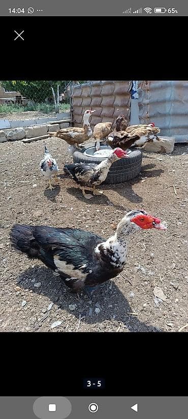 kend toyuqu: Krasnadar sort) ördək yumurtaları - Növlər: Barbar (Muscovy) ördək. - — 3