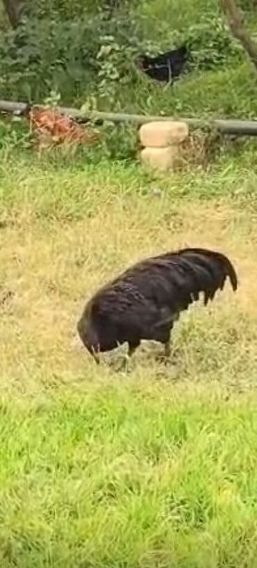 cins inekler: Məhsul: Qara rəngli afstraloq satilir temiz qandir 6 ayliqdir təmiz — 2