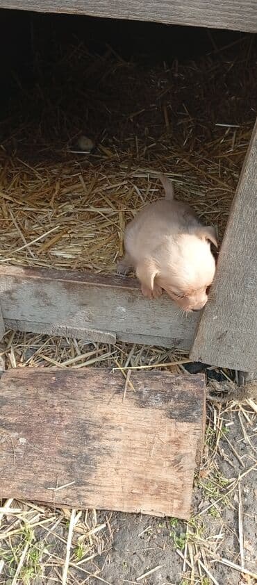 ən gözəl it adları: 1 ay, Erkek, Peyvəndli, Ödənişli çatdırılma — 1