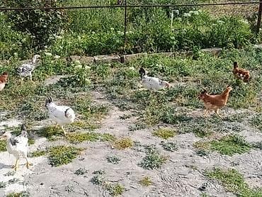 kənd cucəsi: 11ədəd kənd cücələri.dermansiz böyüdülmüş.3ay10gunlukdu.etraflu — 2